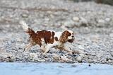 CAVALIER KING CHARLES 240